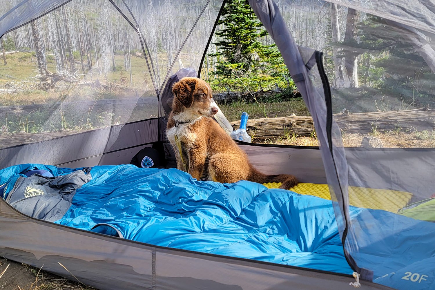 A puppy next to the Kelty Cosmic Down 20 sleeping bag in a backpacking tent